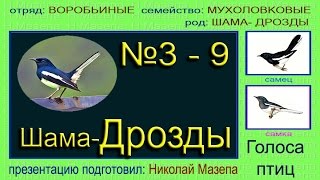 Дрозды-шама мухоловковые. Голоса птиц Дрозды-шама мухоловковые. Голоса птиц