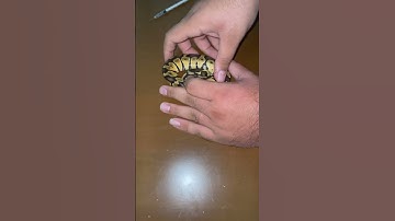 سخت ترین کار دنیا این تزریقه 😭😭🐍 #reptile #مار #ballpython #پایتون #pet  #python #animal