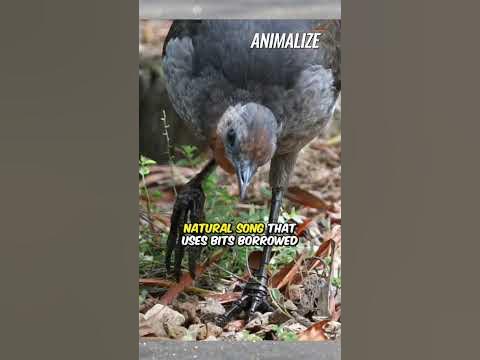 things you don't know about the lyre bird #viral #birds #animals - YouTube