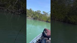 Big fish #youtubeshorts #shorts #fishing #pesca #viral #nature #fyp #reel #usa #florida #outdoors