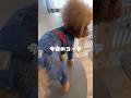 コーデルーティン🐶🐾‪‪❣️