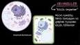 Hücre Biyolojisi: Hücrelerin Yapısı ve İşlevleri ile ilgili video