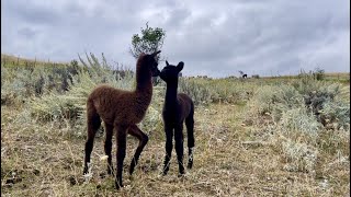 Two More Babies Join Our Herd - Luna And Dark Eagle's Stories by Big Horn Mountain Alpacas 774 views 1 year ago 20 minutes