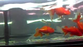 VID-20131114-00015