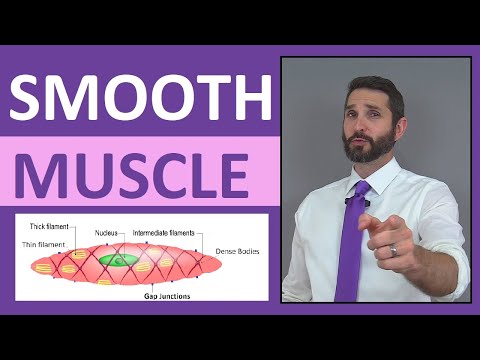 Smooth Muscle Tissue Anatomy - Mnemonic, Structure, Contraction, Single-Unit, Multi-Unit