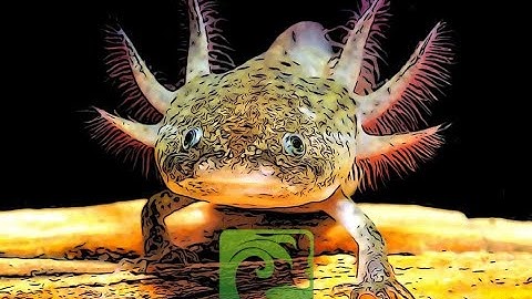 Kỳ Nhông Mexico - Cách nuôi khủng long 6 sừng - Cách nuôi kỳ giông mexico đơn giản dễ chăm sóc