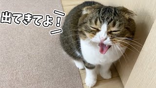飼い主が部屋にこもると不安で鳴き続けちゃう猫🐈