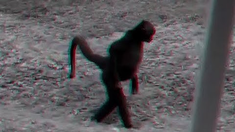 Random Chimp Event (first recorded event)