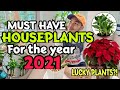 LUCKY HOUSEPLANTS FOR 2021
