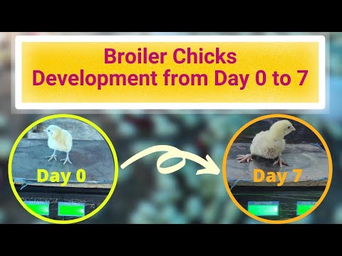 How Broiler Chicks Develop in Body Weight and Size from Day 0 to 7