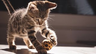 Cutest Cat Best Cute Cat Video 2024