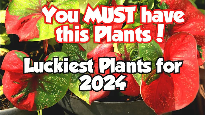 Top 18 Lucky Plants for 2024 | Health, Wealth & Prosperity #luckyplants - DayDayNews
