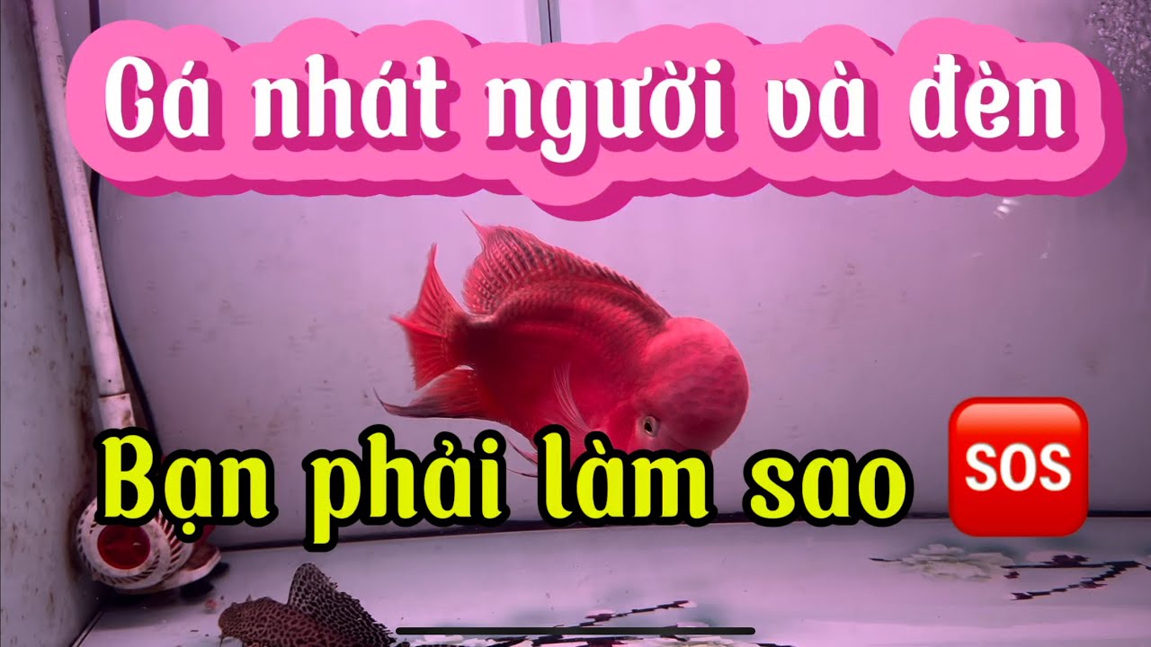 Trị tật nhát người và nhát đèn cá la hán khỉ đỏ