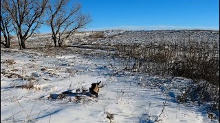 Late Season Kansas Public Land Pheasant Hunt