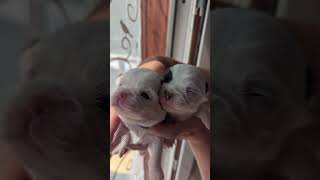 Счастье! ♥️ #puppy #чихуахуа #chihuahuafanclub