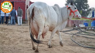 #Desi #Cows available for buyers@Handa Dairy Farm (88138 54754).