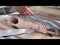 【集合体恐怖症】ピラルクのお腹の中が衝撃すぎました。