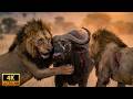 Wild Africa | The Furious Revenge of  Buffalo Against  Lion | WILDLIFE DOCUMENTARY