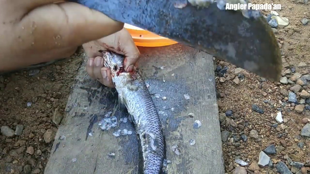 Tutorial membersihkan ikan gabus 