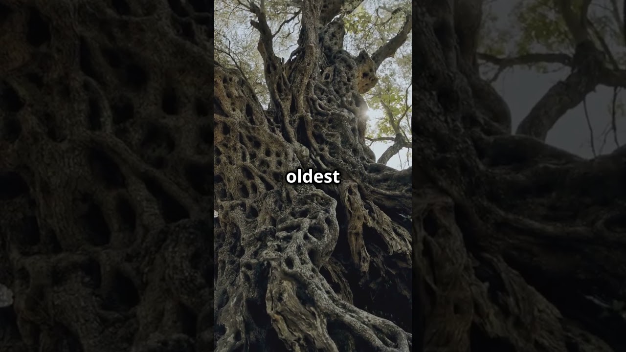 3 unique Fun Facts About Scotland 