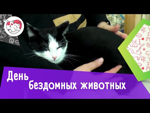 Всемирный день бездомных животных