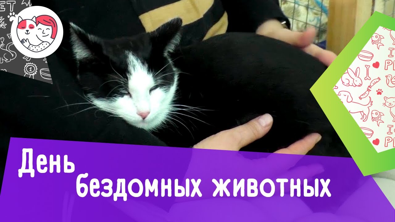 питомцы кукол лол Всемирный день бездомных животных