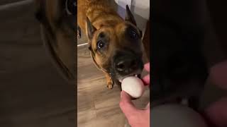 aww, he's gonna take good care of that egg aww, he's gonna take good care of that egg