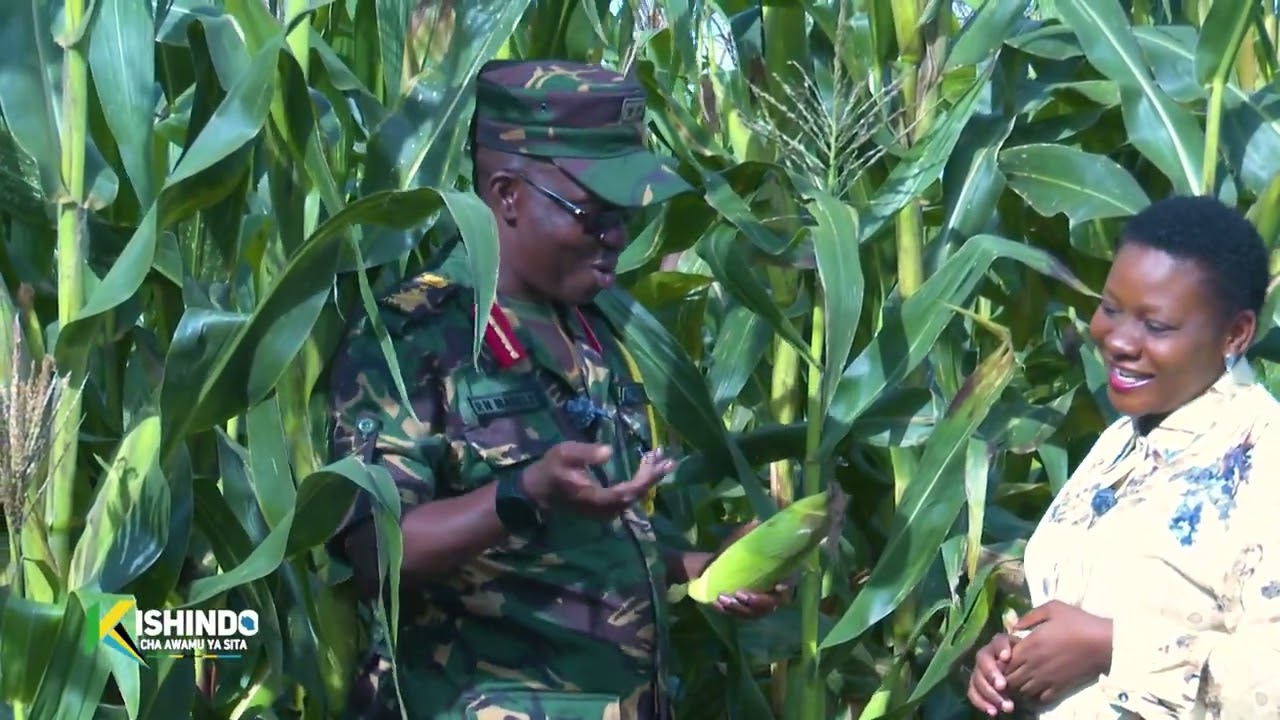 #TBC: KISHINDO AWAMU YA SITA | JKT INAVYOTEKELEZA KILIMO MKAKATI MKOANI RUKWA