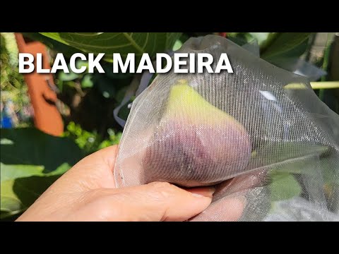 First timeTasting... FIG-