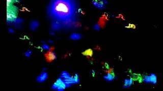 MACROFIESTA OPTIMA FM