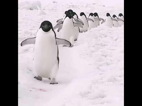 Пингвины идут с пляжа молча. Человек Пингвин. Пингвины компании уходят из России. Реклама Пингвин 2021. Как ходят пингвины видео.