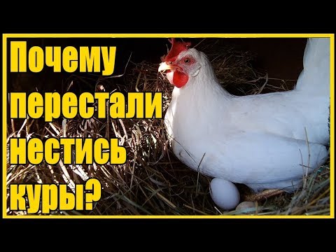 Три основных причины почему перестали нестись куры