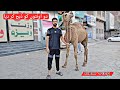 Jumme ke din 2 camels ko zibah kr dia   new vlog  umair mughal 