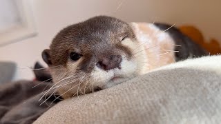 光合成してよく育ちよく寝るカワウソ Otter that grows well by photosynthesizing