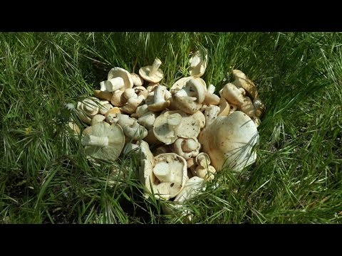 Майская рядовка (Calocybe gambosa) - съедобный весенний гриб