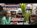 Updates my coconut bonsai  broker nolyn andrade coconutbonsai