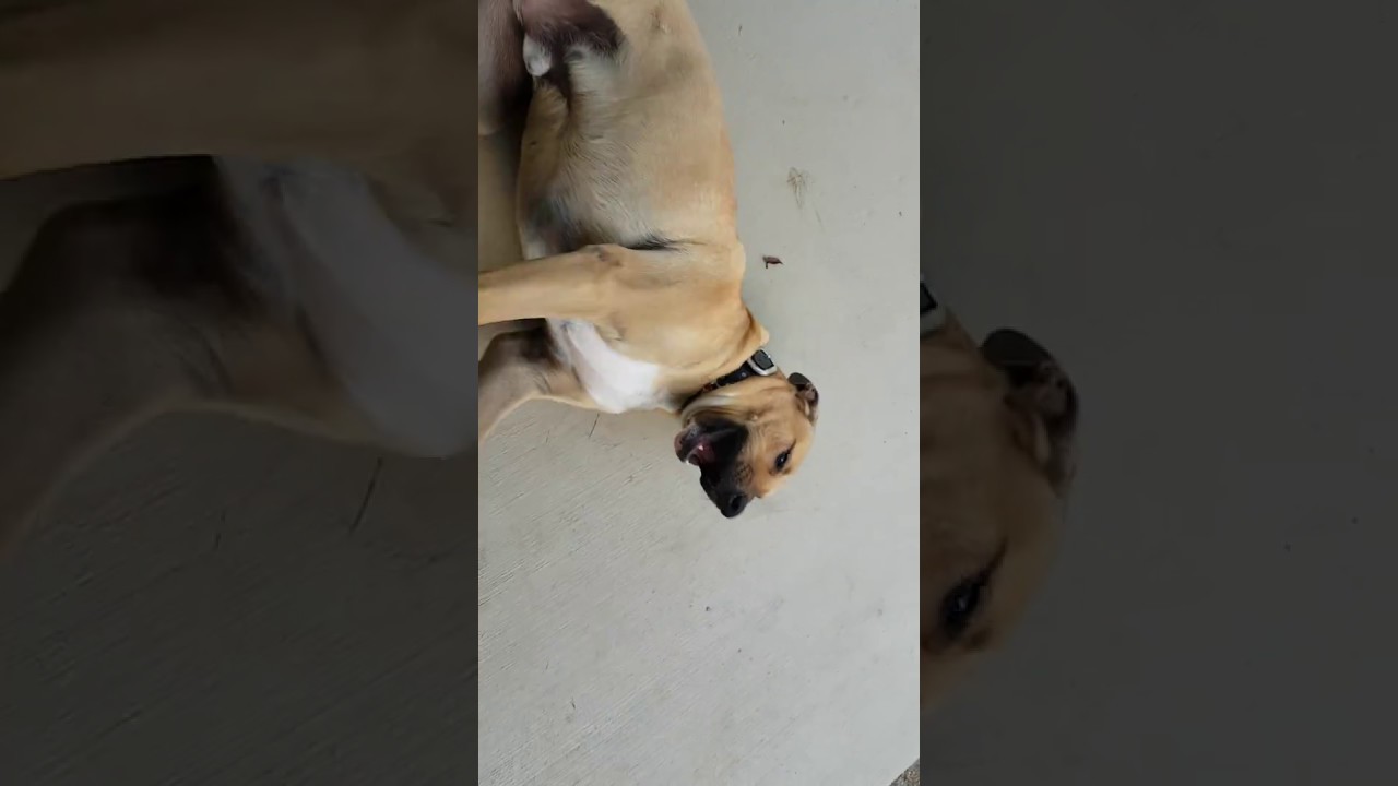 Cesar Millan No Touch No Talk No Eye Contact