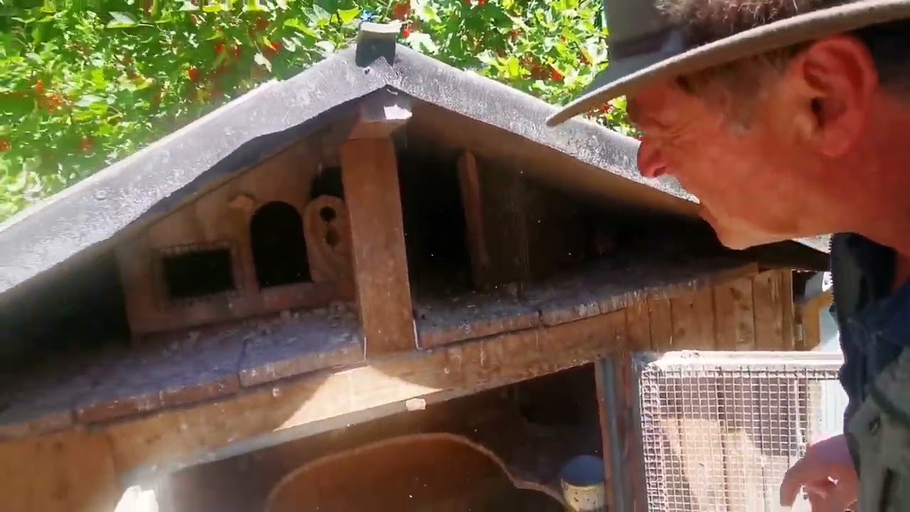 الأزرق العراقي الأصيل القديم 🕊️حصل الأول على مقاطعت بايرن ميونخ 🦅