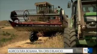 Agricoltura siciliana, tra crisi e rilancio