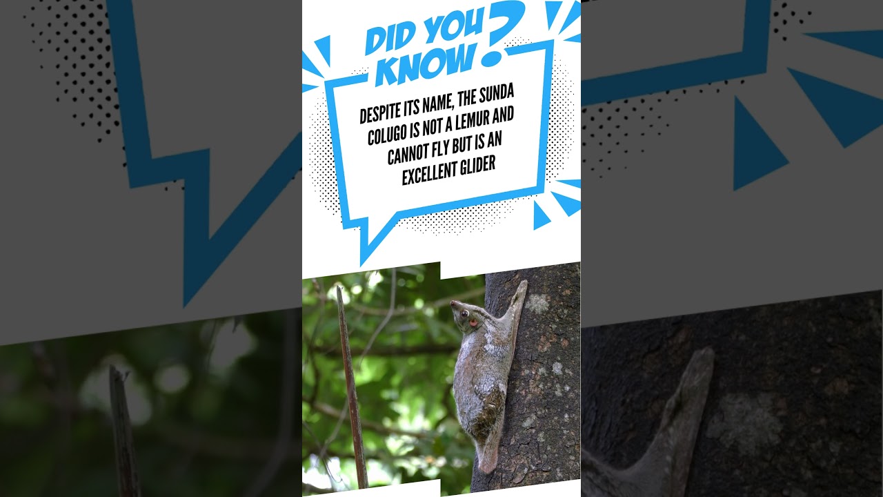 Sunda Colugo (Flying Lemur): Explore 'Daily Short Fun Facts' – Your Daily Entertaining Knowledge!