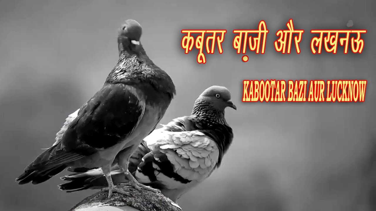 कबूतर बाज़ी और लखनंऊ II KABOOTAR BAZI AUR LUCKNOW
