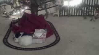 My Christmas Tree - December 2008