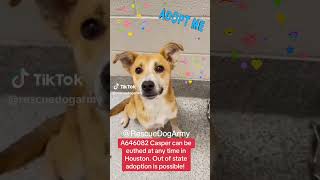 Urgent! Out of state adoption possible #houstondogs #fosteringsaveslives #casper #chihuahua