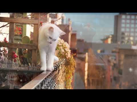 Доброе утро! ❤️ Пусть тебе сегодня светит доброе солнце! ❤️ Музыкальное пожелание ❤️