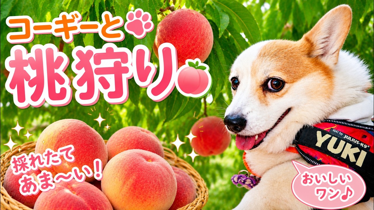 コーギーと桃を満喫🍑🐶Corgis Go Peach Picking! 🍑🐶 - YouTube