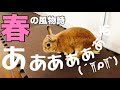 うさぎが悪さばっかりして困る季節になりました #419