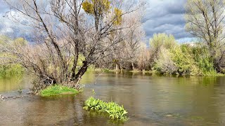 Verde River Today ❤️ Winter in Arizona 🌵