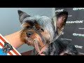 Modern yorkie grooming  mastering the art from start to finish