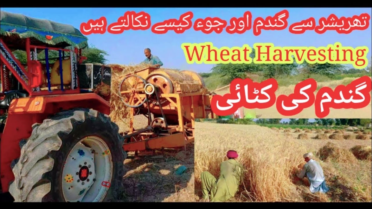 Wheat Harvesting in Pakistan | Wheat Crop Harvesting | Usman Info Vlogs