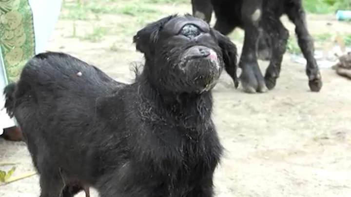 Goat Born With One Eye - DayDayNews